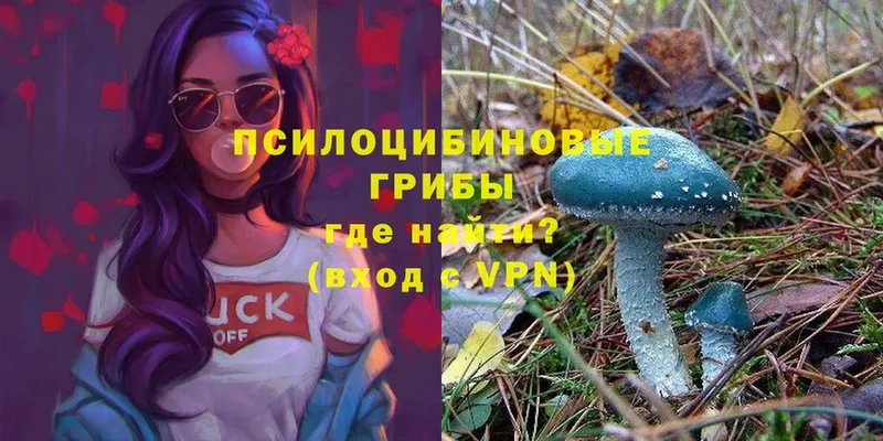 Псилоцибиновые грибы мицелий  blacksprut ССЫЛКА  Барыш 